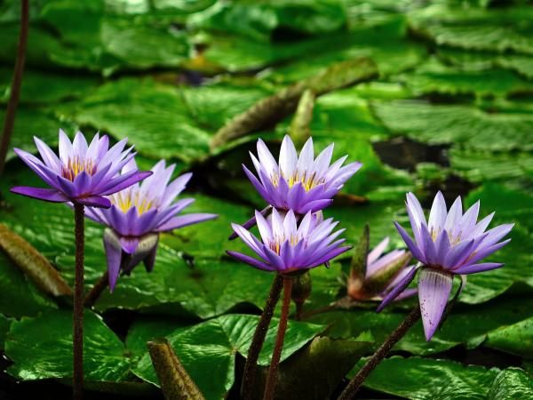Water Lily