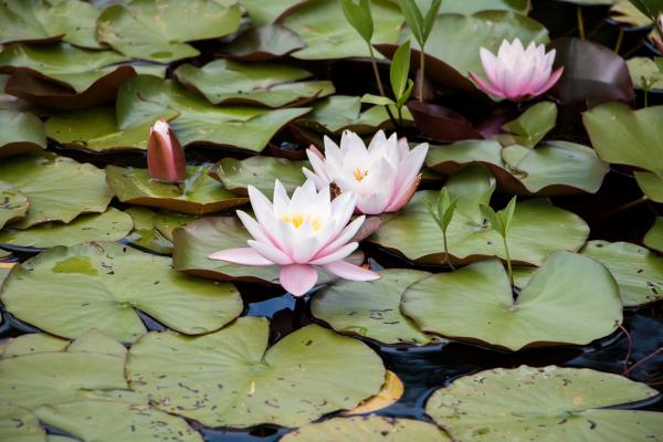 Water lily