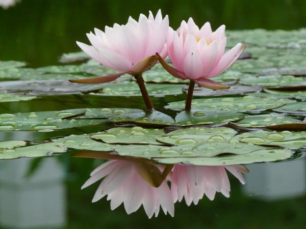 Water lily flower