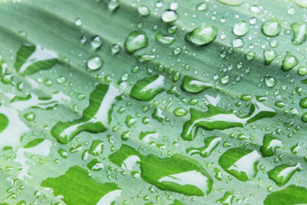 Water on a leaf