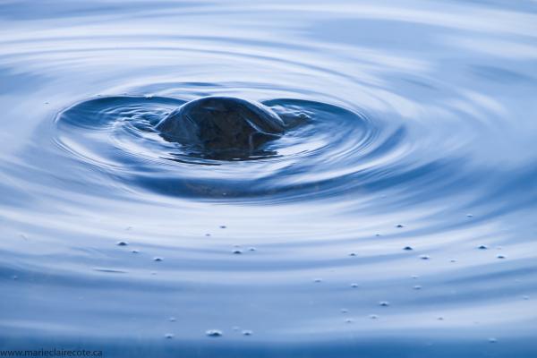 Water Ripples