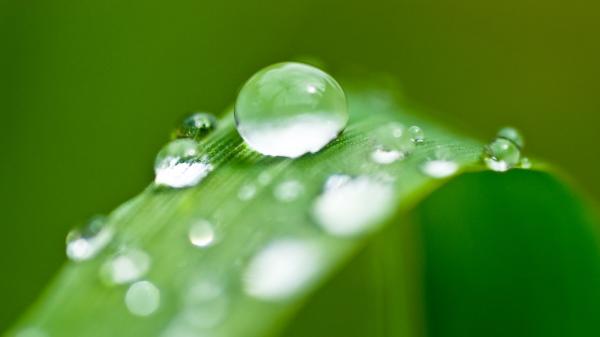 Waterdrops Delight