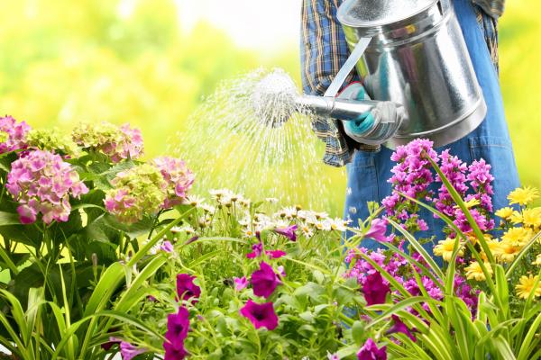 Watered garden