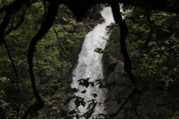 Waterfall in the Forest