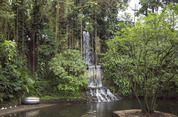 Waterfall in the jungle