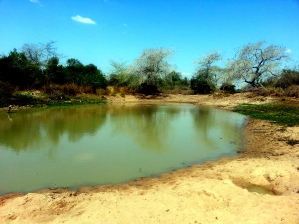 Watering Hole
