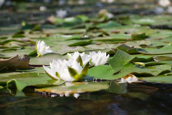 Waterlily
