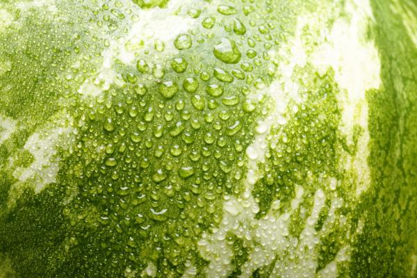 watermelon with water drops