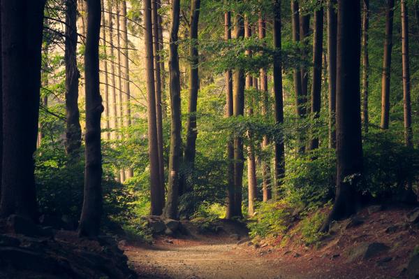 Way In The Jungle