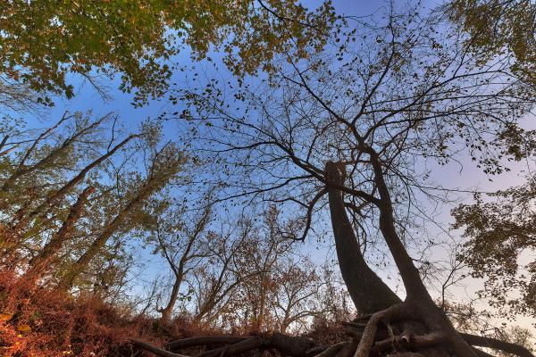 Wayward Twilight Woods - HDR