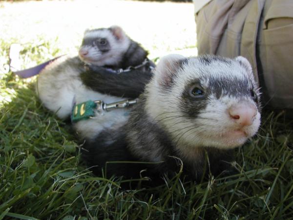 Weasels