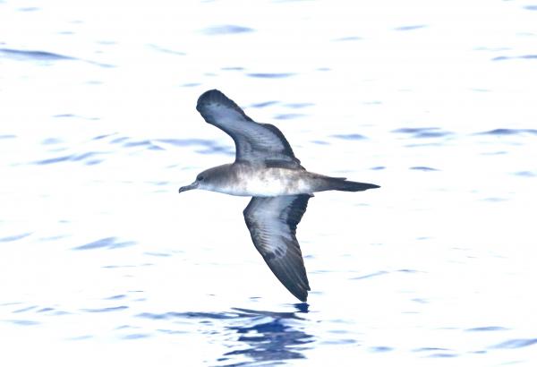 WEDGE-TAILED SHEARWATER (4-27-2018) holo-holo boat, coast and lehua island, out of port allen, kauai co, hawaii -01