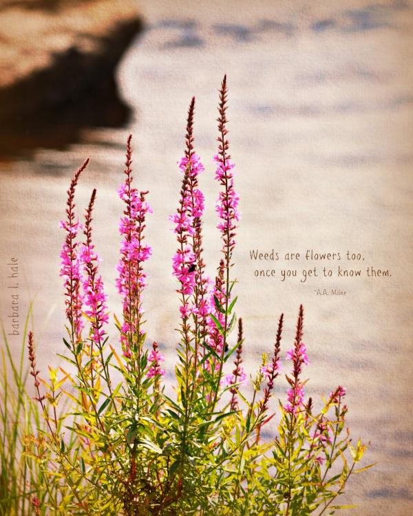 Weeds of Beauty
