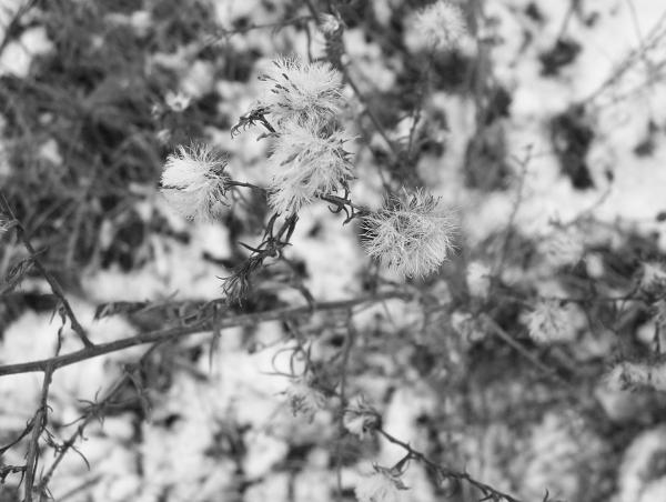 Weeds