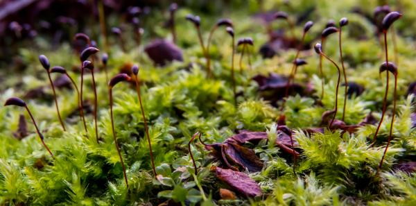Weird nature