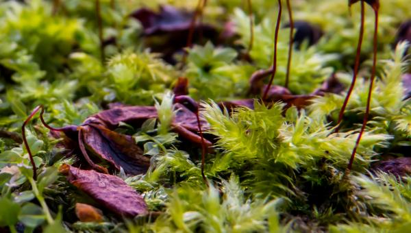 Weird nature