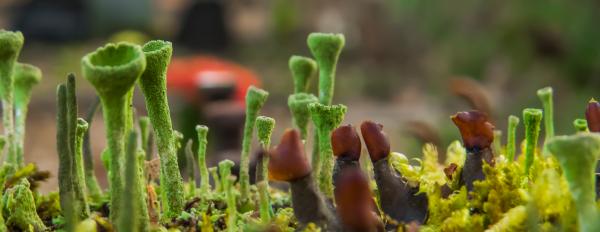 Weird plant