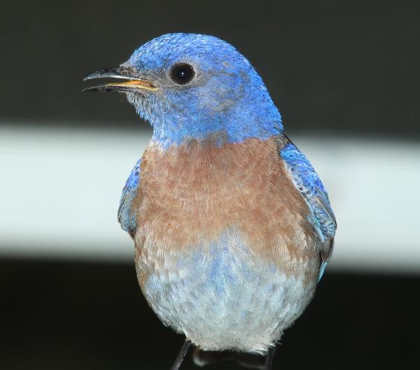 Western Bluebird