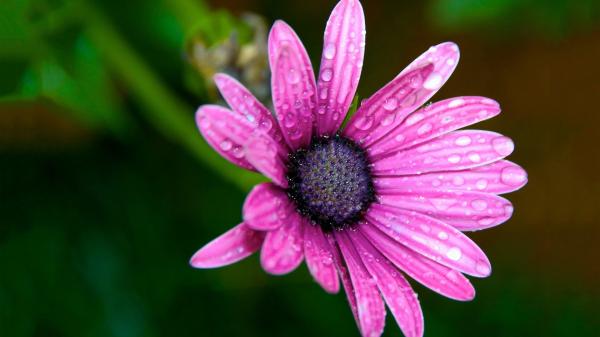 Wet Flower