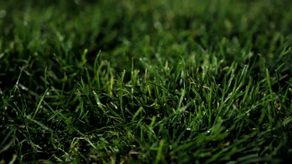 Wet grass