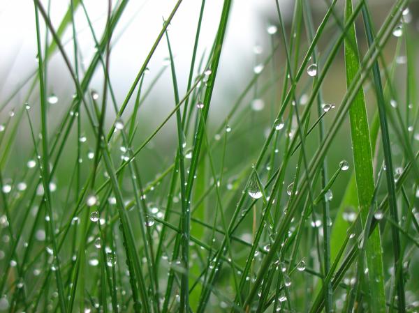 Wet grass