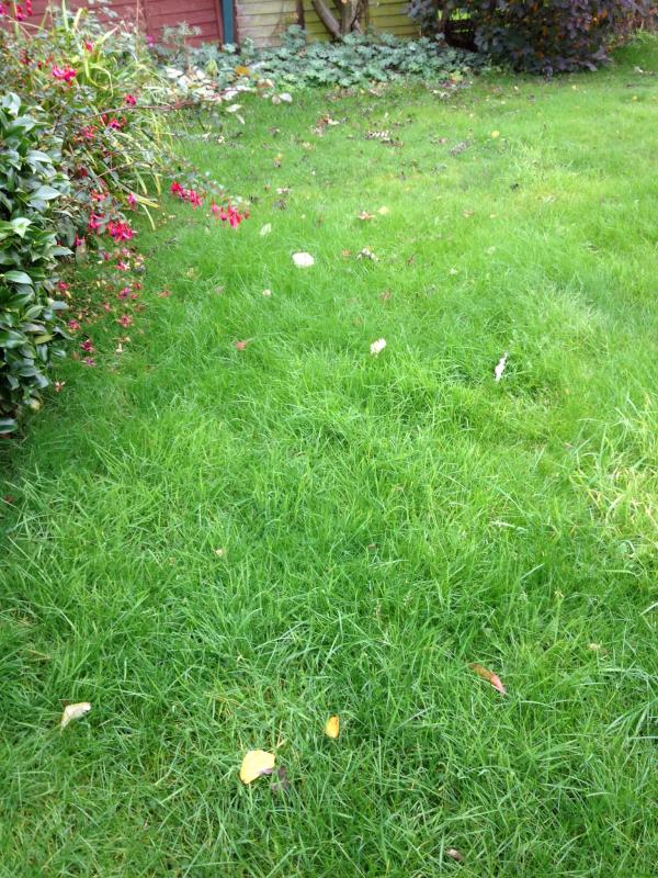 Wet grass