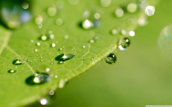 Wet leaves