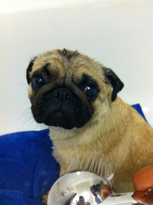 Wet pug