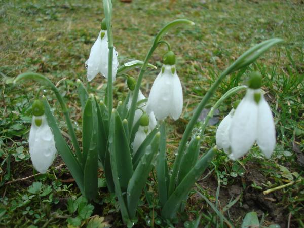 Wet snowdrop flowers