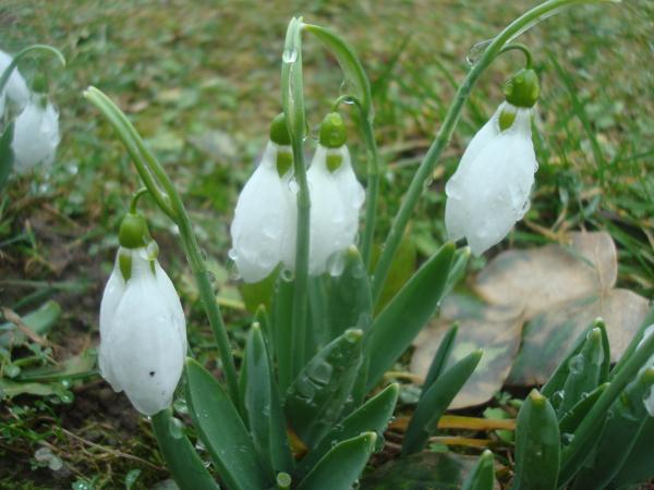 Wet snowdrop flowers