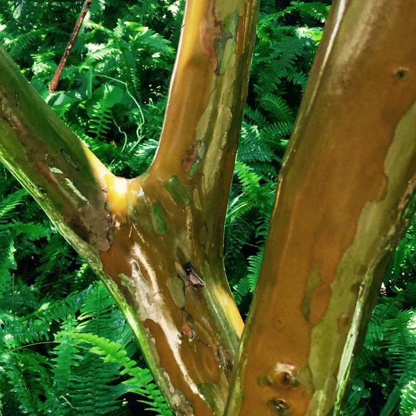 Wet tree bark