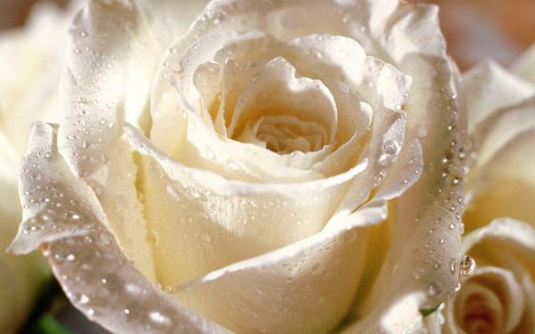 Wet White Rose