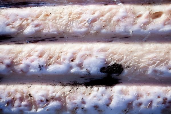 Whale Skin Texture