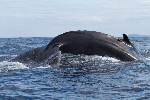 Whale tail