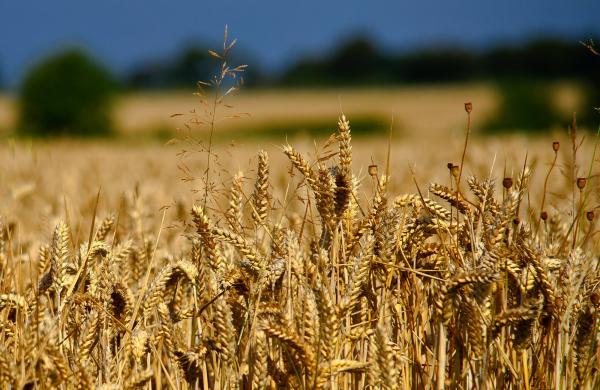 Wheat