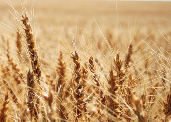 Wheat