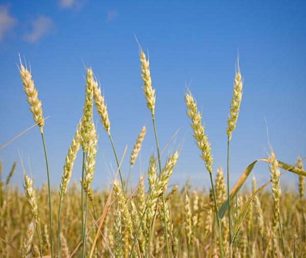 Wheat