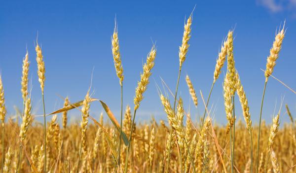 Wheat