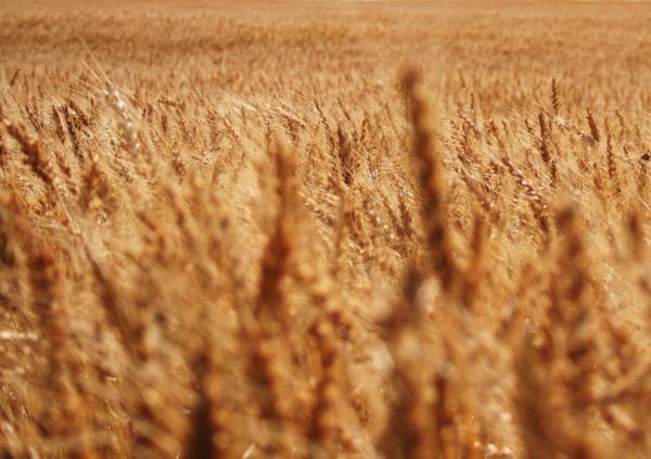 Wheat