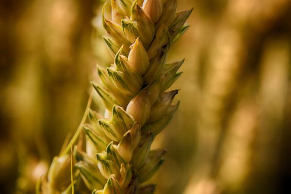 Wheat