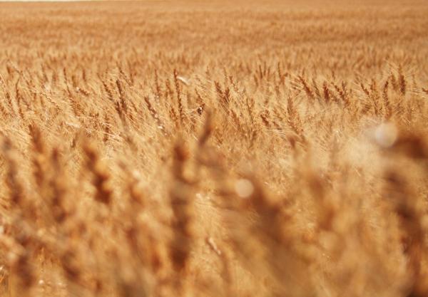 Wheat
