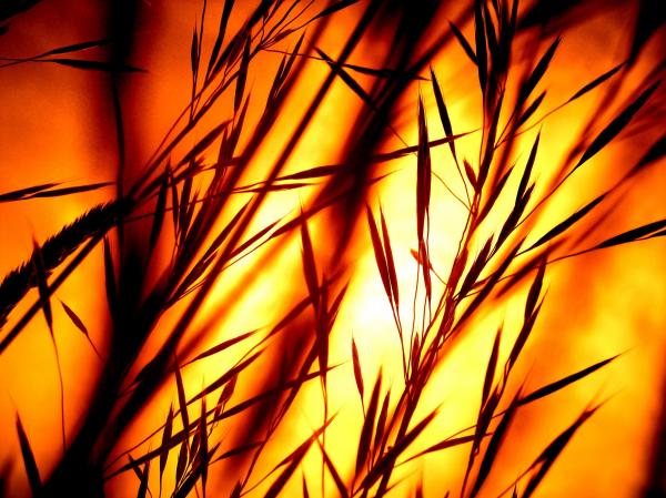 Wheat on Daytine