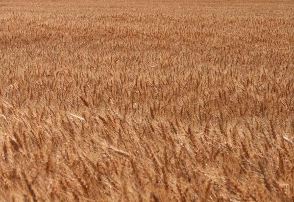 Wheat