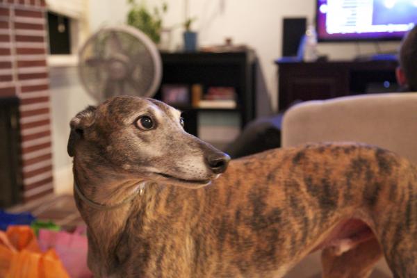 Whiskey the greyhound rescue