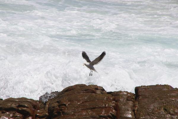 White Albatros Flying over Body of Water