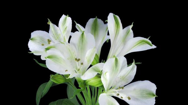 White Alstroemeria