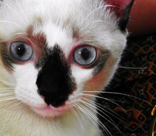 White and Black Burmese Cat