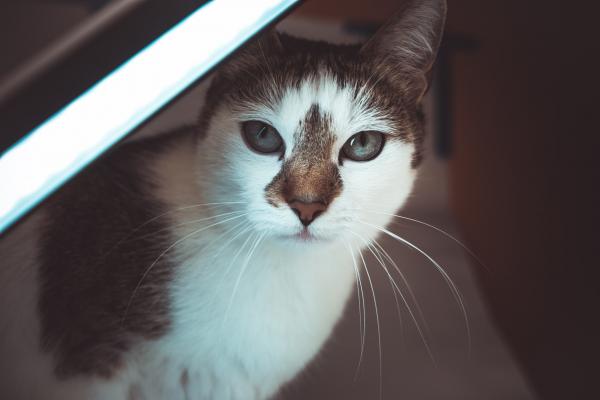 White and Black Short Fur Cat