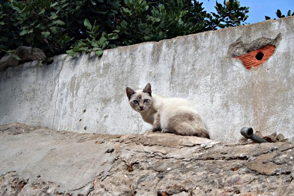 White and brown cat