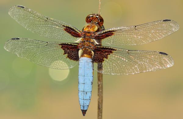 White and Brown Dragonfly on Stick